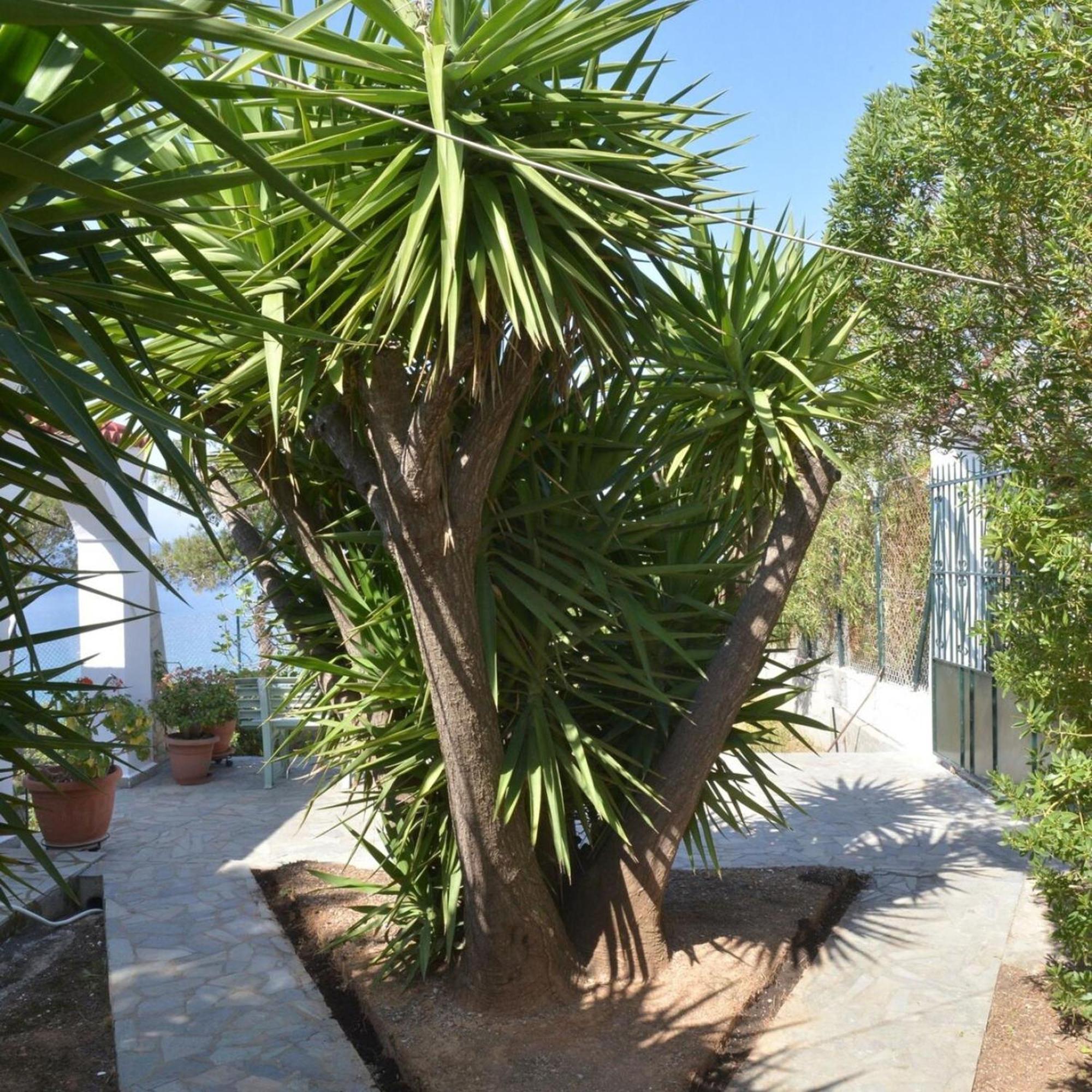 Salamis Beachfront House Eksteriør billede